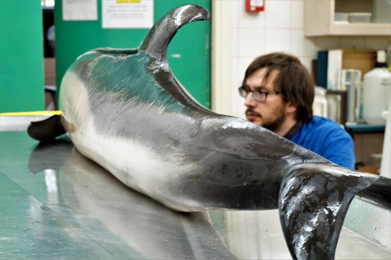 Marine biologist Matt Perkins examines a dead dolphin at CSIP’s lab.